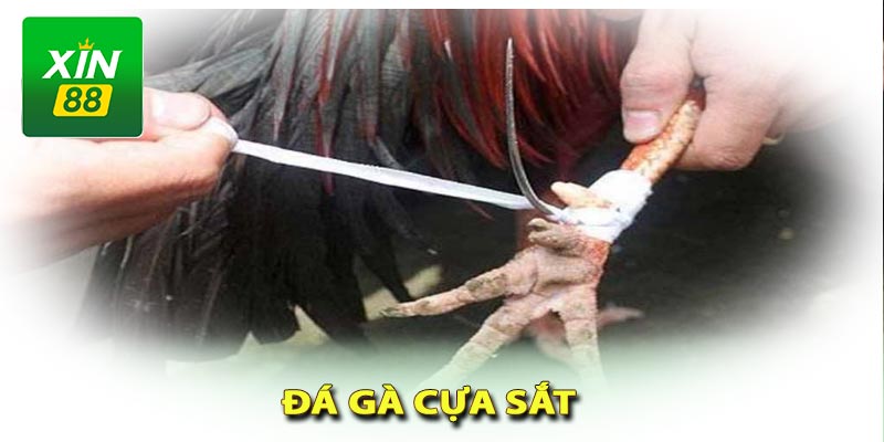 Đá gà cựa sắt